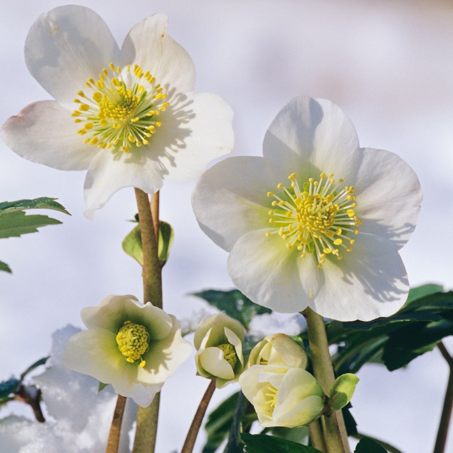 Эрантис в снегу