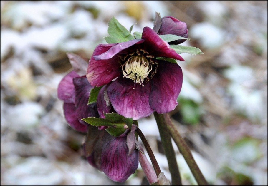 Морозник зимний цветок