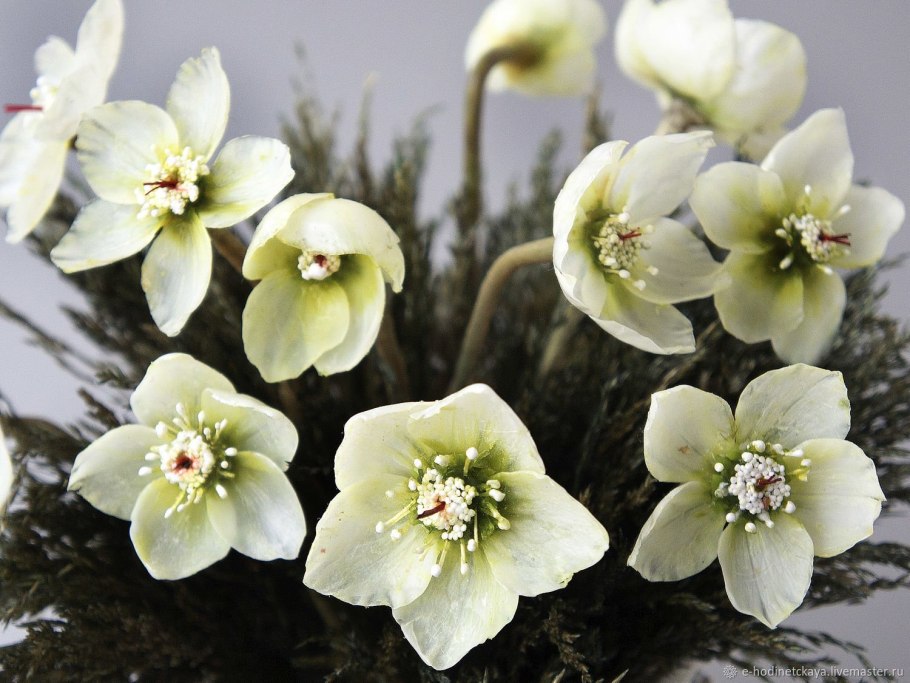 Морозник зимний цветок