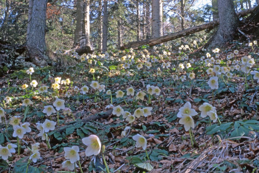 Морозник цветок