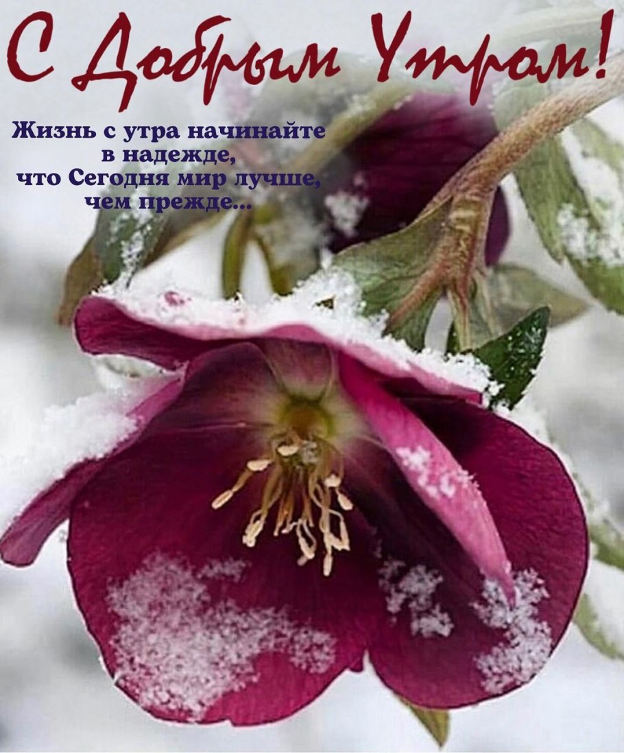 Зимник цветок