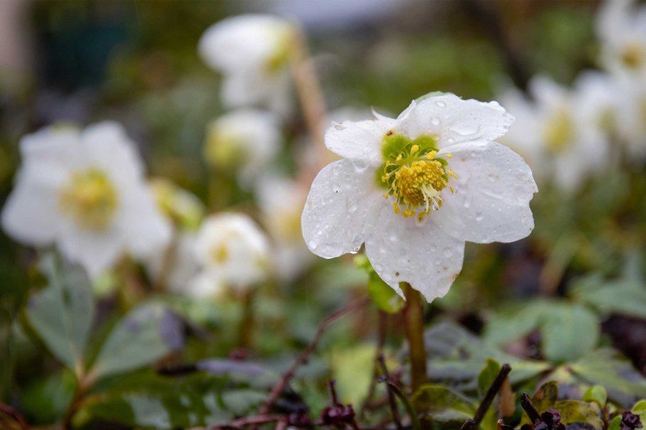 Картины. Цветы морозника на снегу.