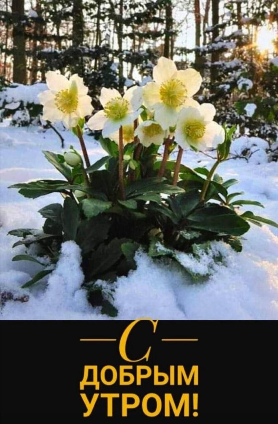 Морозник кавказский (Helleborus caucasicus)