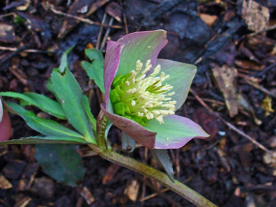 Цветок который цветет один раз в год зимой