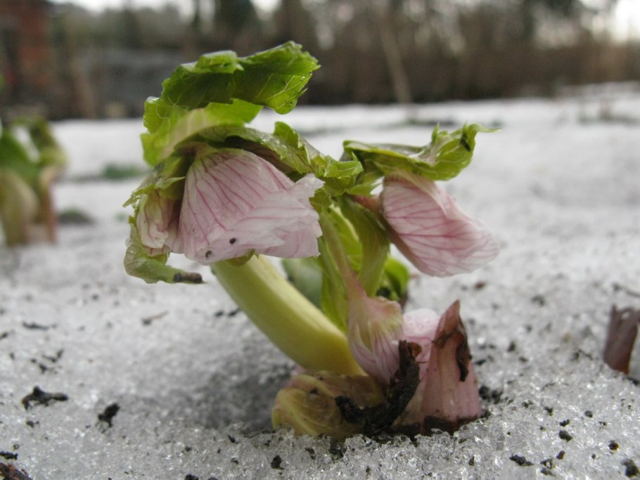 Трава морозник кавказский