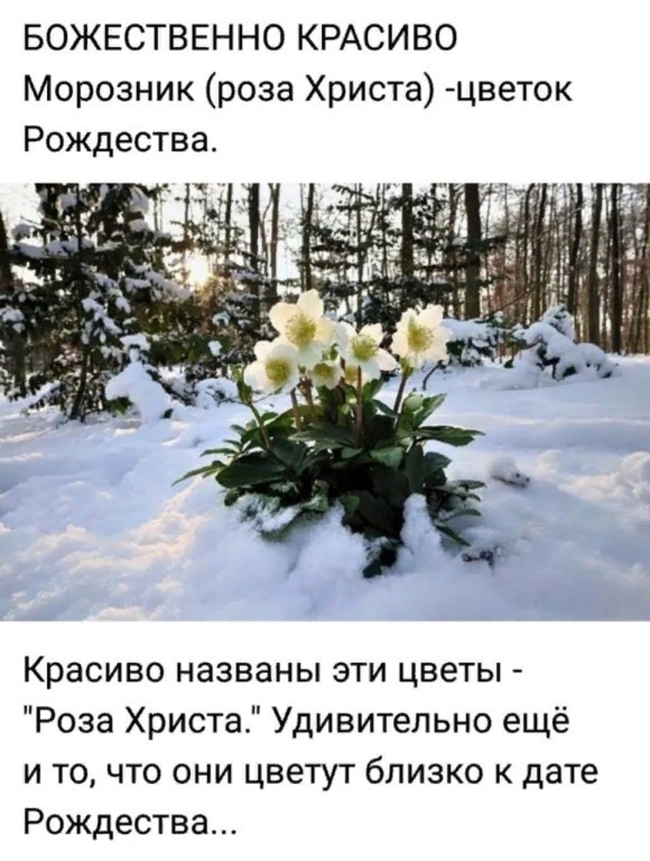 Морозник первоцвет