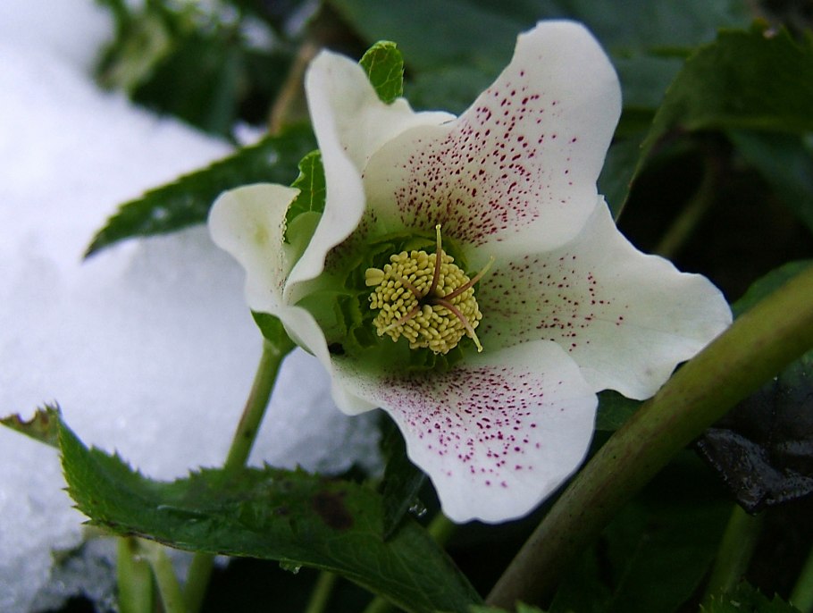 Цветы цветущие зимой на улице