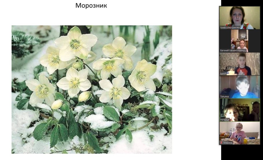 Зеленые цветы на снегу