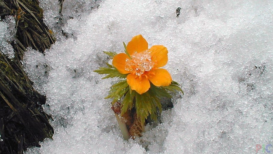 Морозник геллеборус