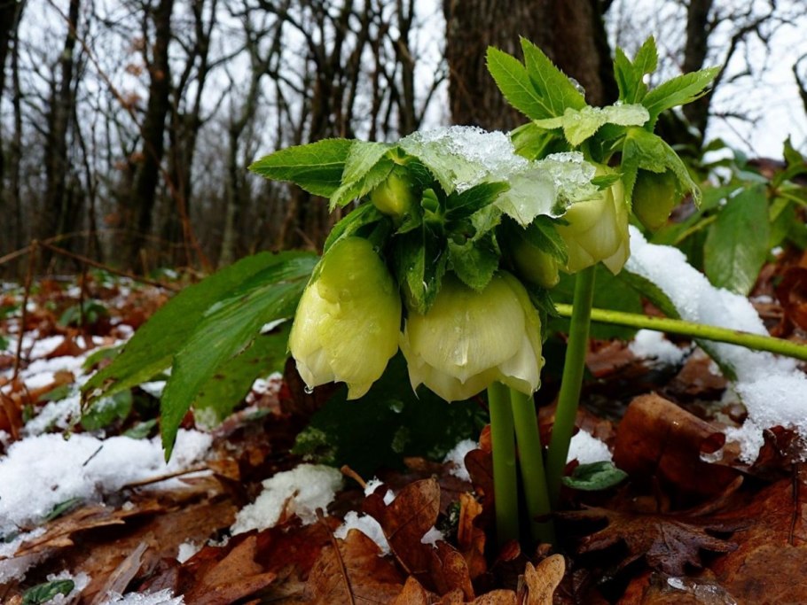 Морозник Сибирский