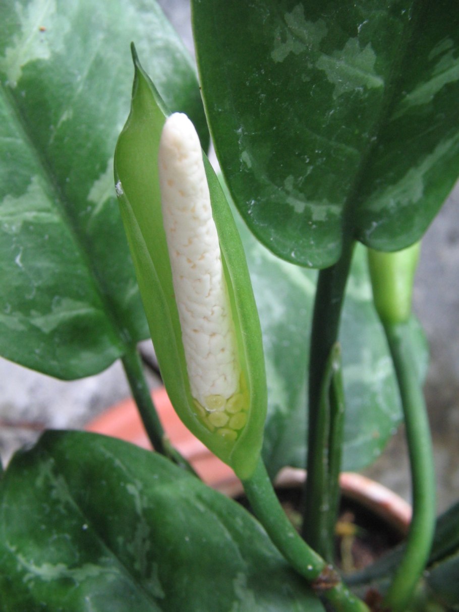 Диффенбахия Сегуина – Dieffenbachia Seguine