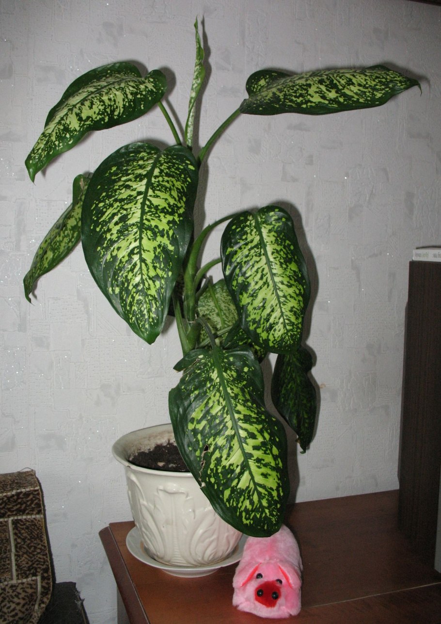 Диффенбахия Tropical Tiki