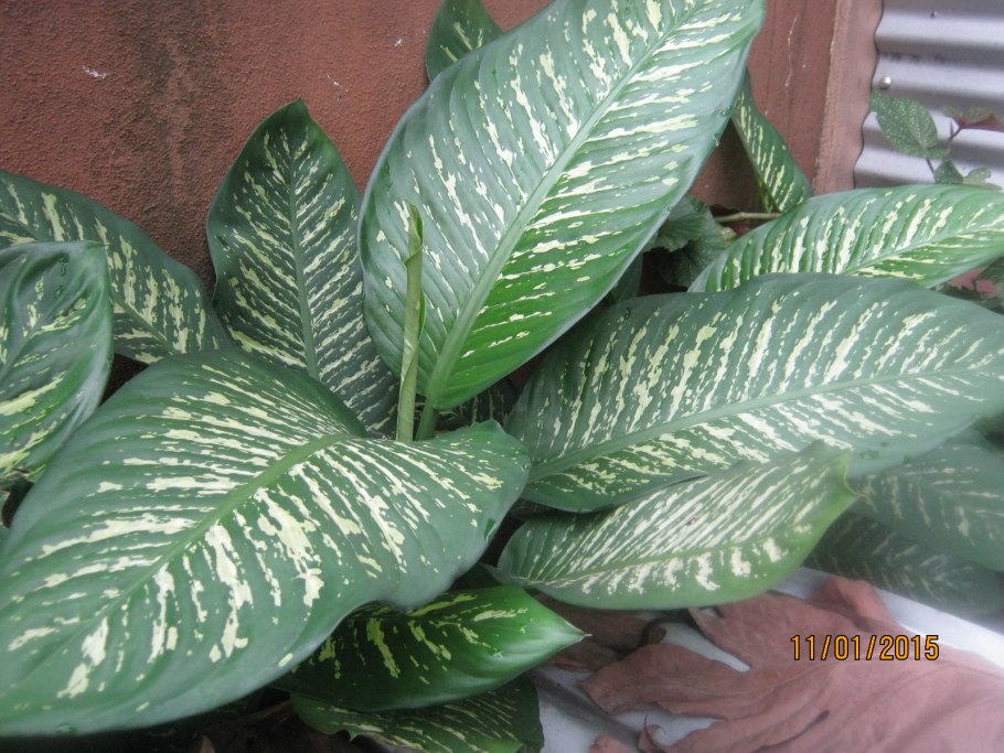 Dieffenbachia_maculata_compacta фото