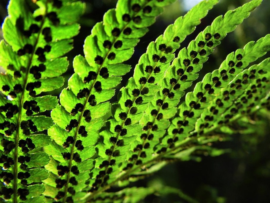 Dryopteris filix mas Schott