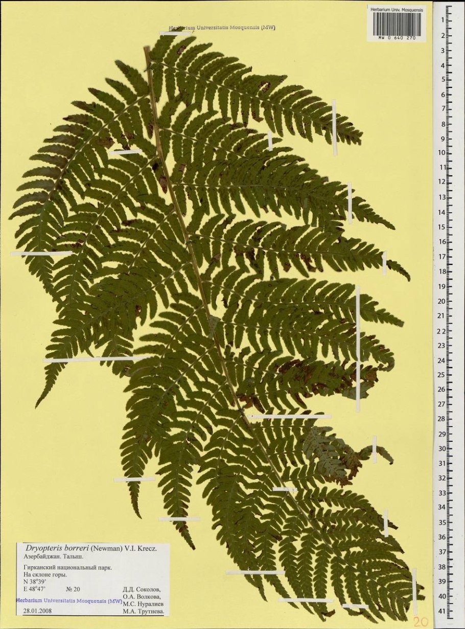 Трехлистный папоротник