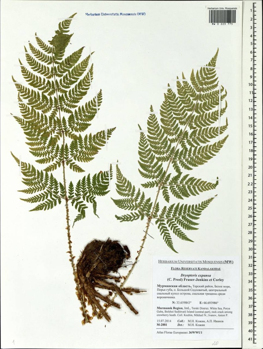 Dryopteris filix-mas гербарий