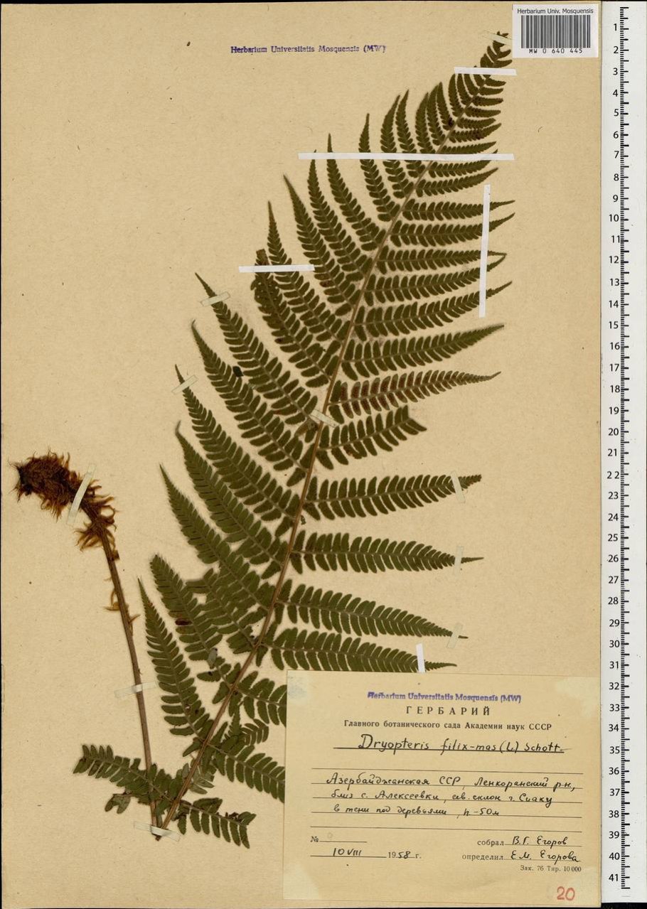 Систематика папоротника щитовника
