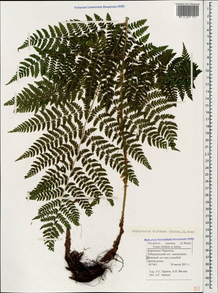 Страусник обыкновенный