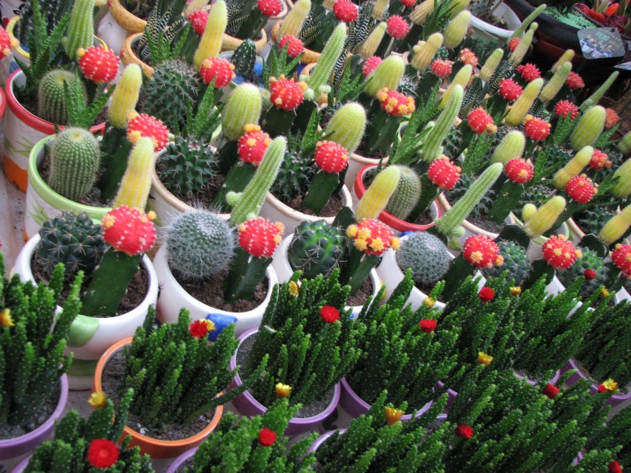 Кактус декоративный