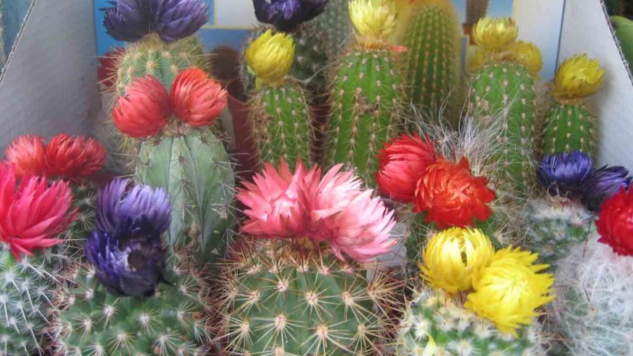 Интересное о кактусах для детей