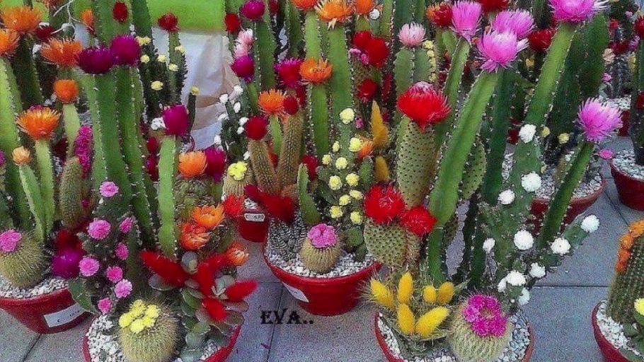 Самые красивые кактусы для дома