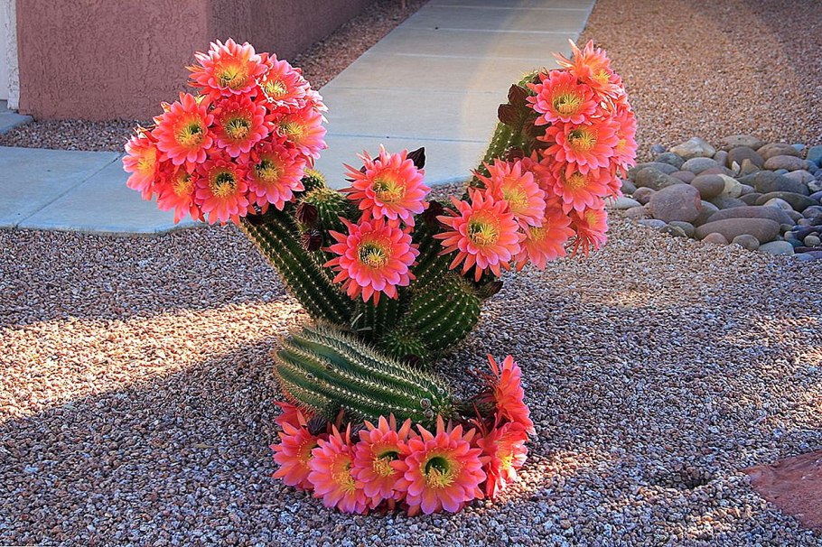 Кактус с цветочком