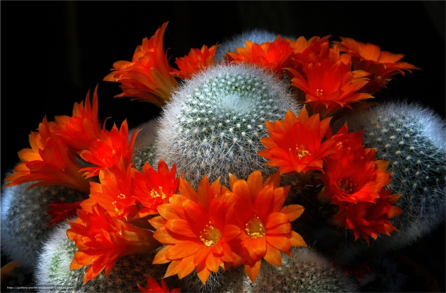 Кактус фото