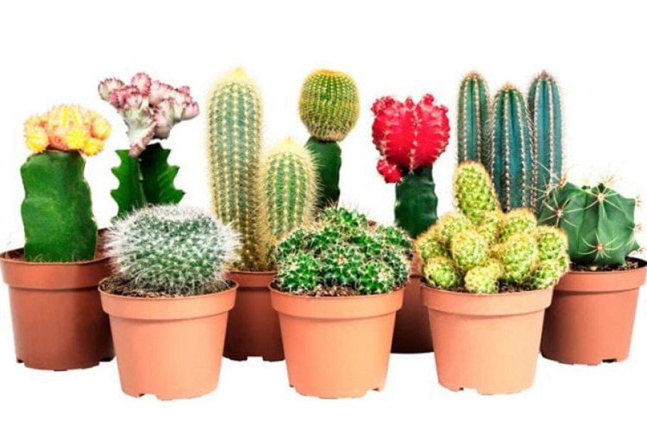 Кактус Строблем