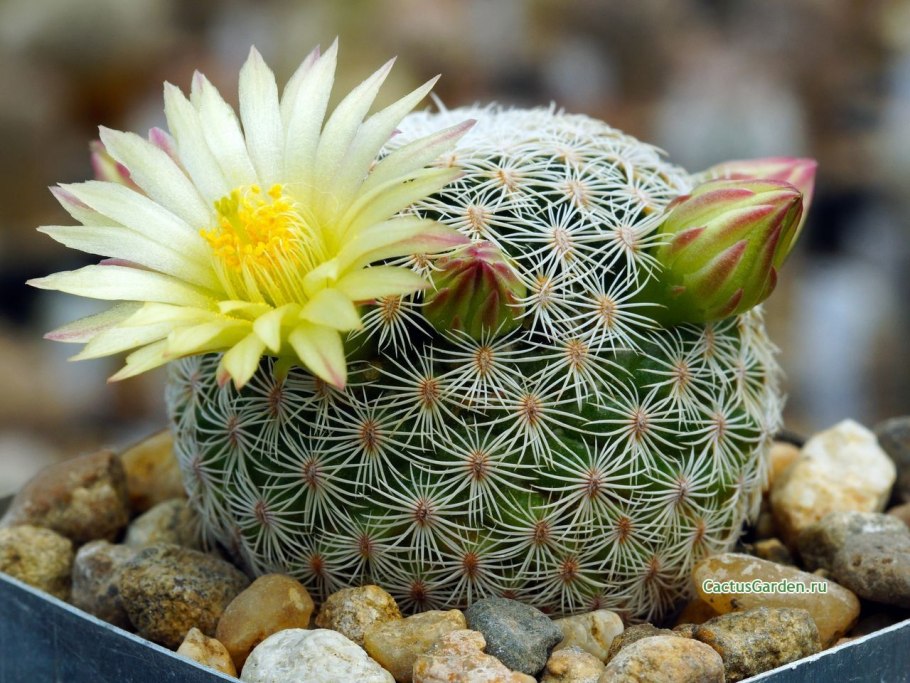 Маммиллярия фрайлеана