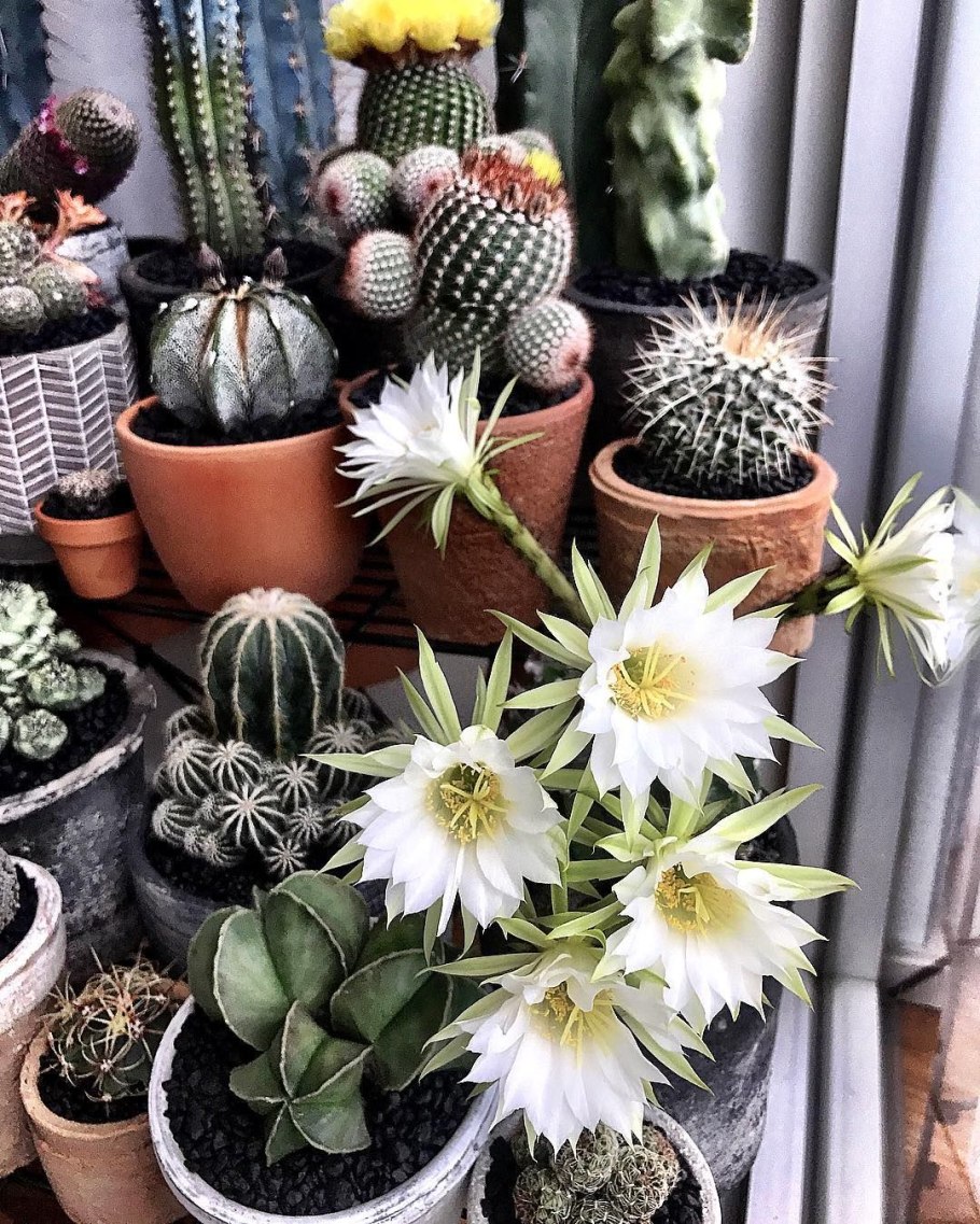 Кактусовидные Суккуленты