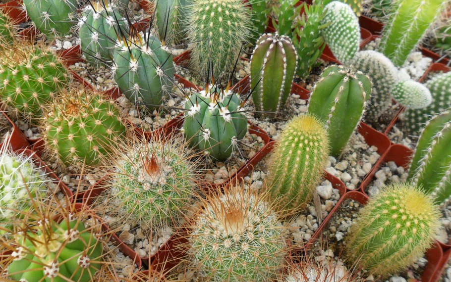 Кактусовые кактусы