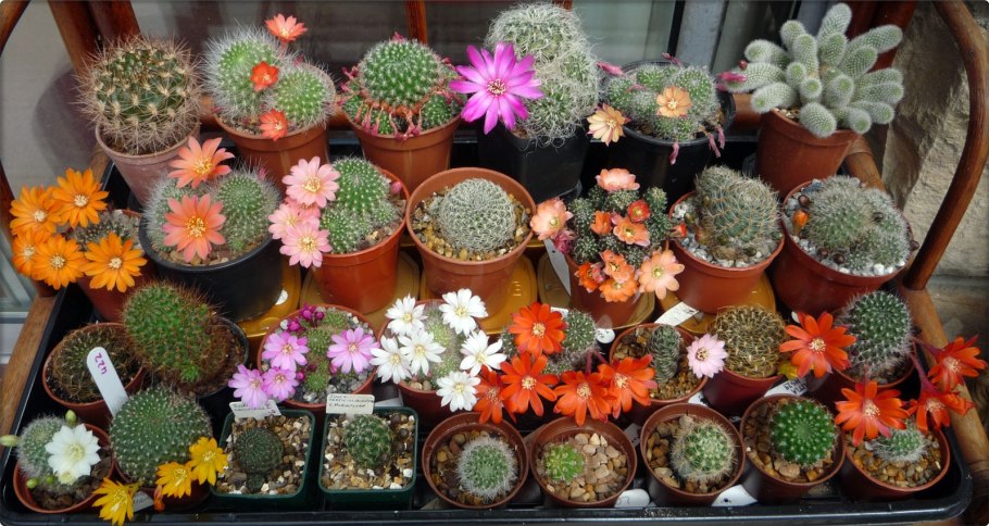 Кактусы виды и названия