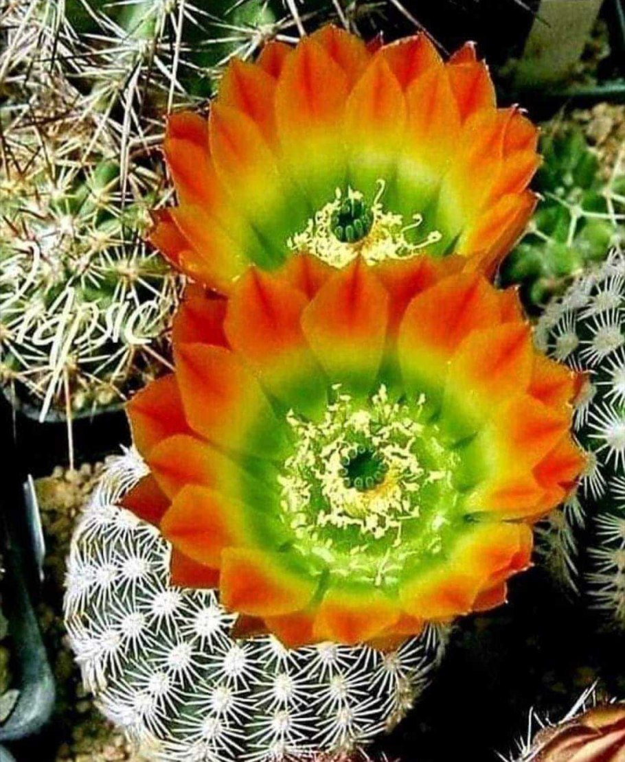 Эхиноцереус Кактус