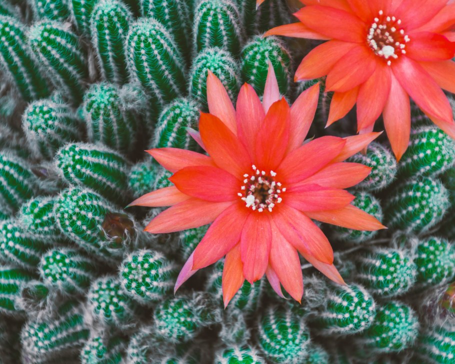 Комнатные цветы кактусы