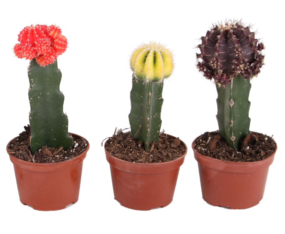 Гимнокалициум микс d5