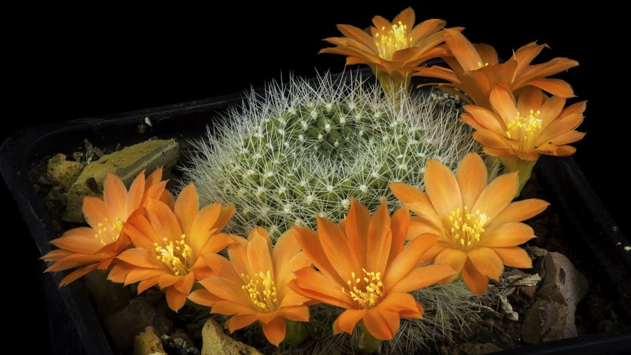 Эхинопсис spiniflora