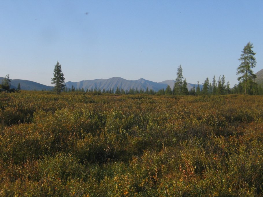 Кедровый стланик Камчатка