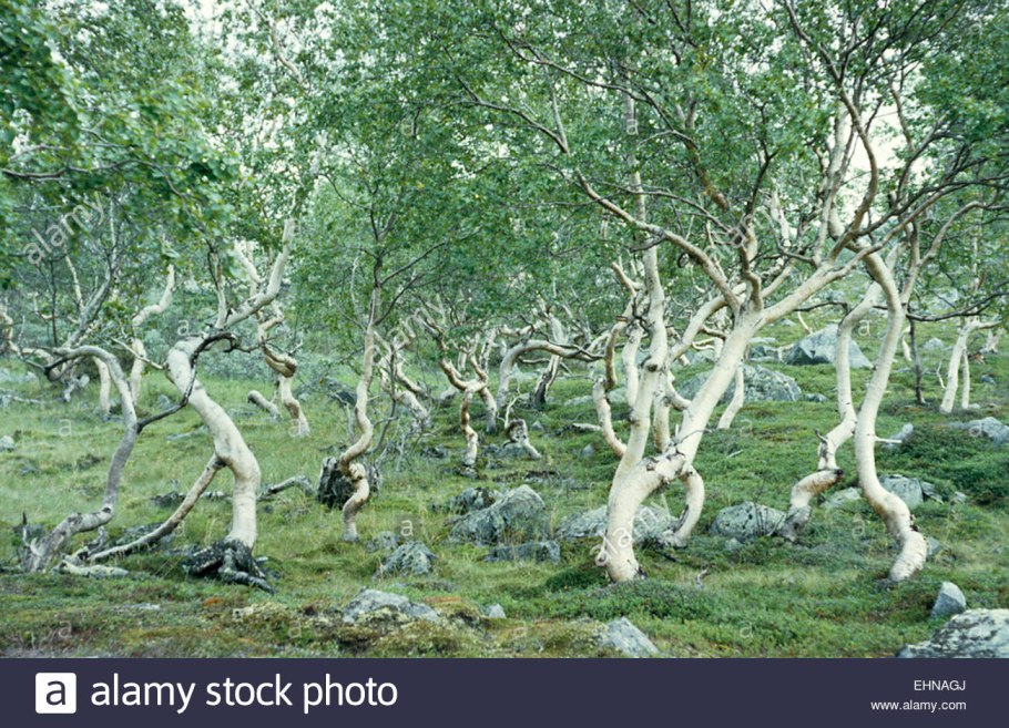 Betula Nana Golden Dream