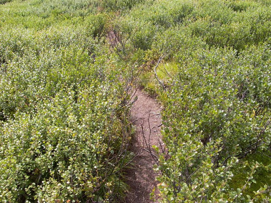 Олекминский заповедник деревья