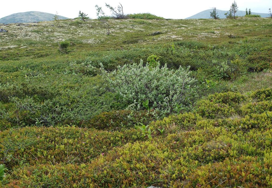 Заросли берёзы в тундре