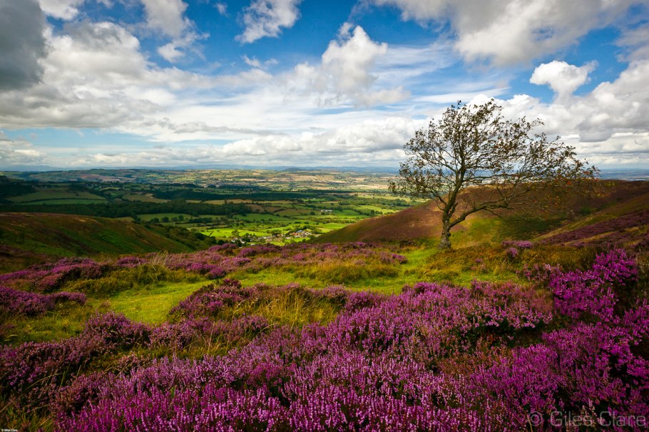 Вересковые пустоши Шотландии