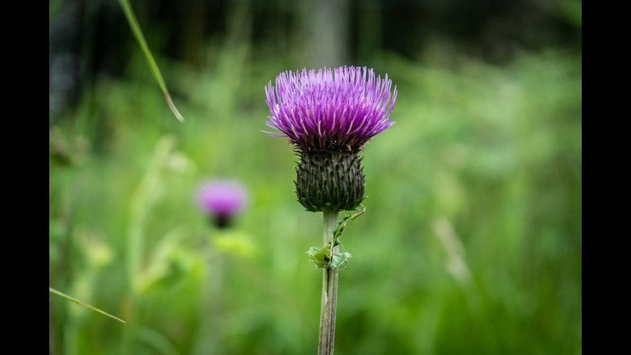 Символ Шотландии чертополох колючий