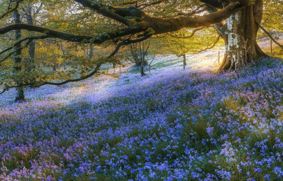 Bluebell National Park