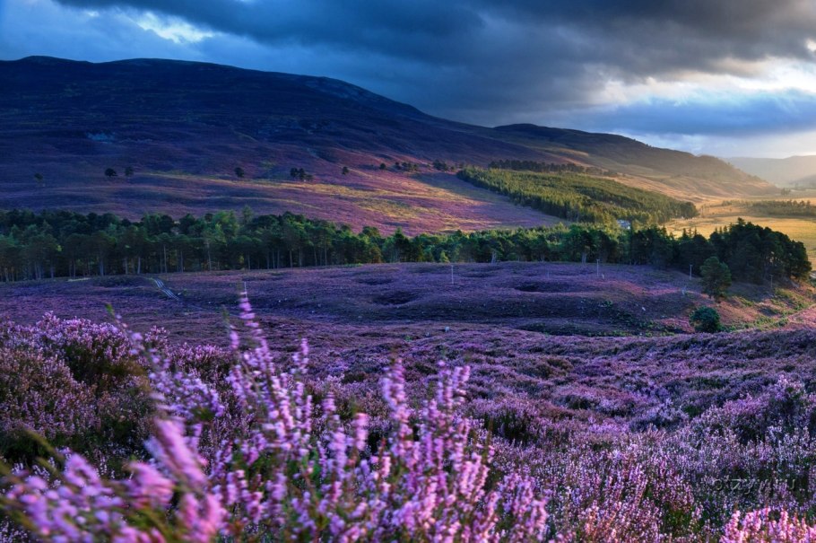 Горная Шотландия Вересковые поля