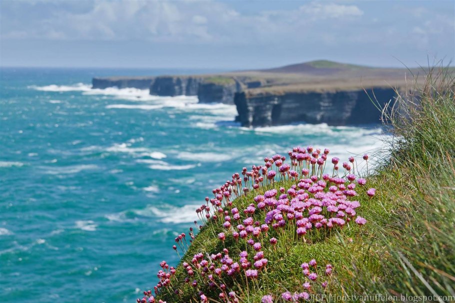 Луга, верещатники. Ирландии