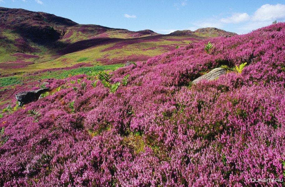 Шотландия Вереск Пустошь