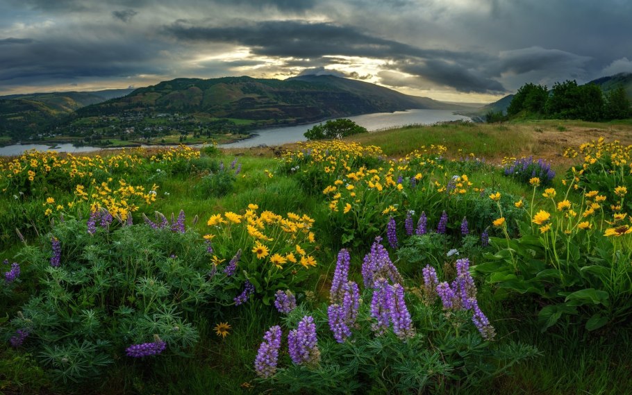 Цветущий луг Сибирь