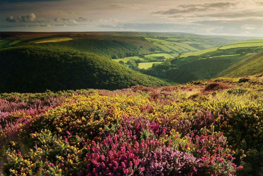 Вересковые пустоши Шотландии