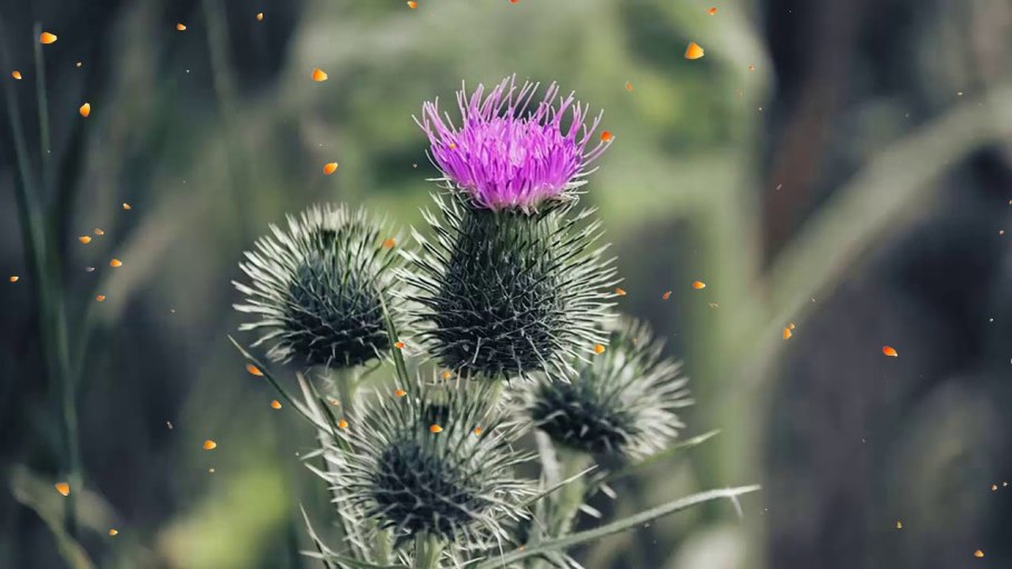 Бодяк чертополох