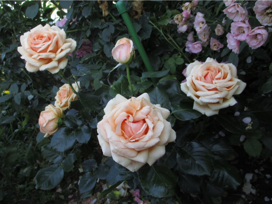 Роза континьюд френдшип